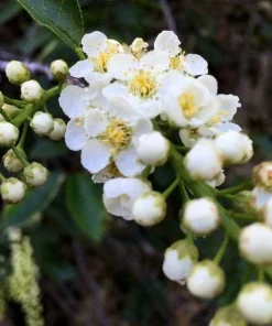 Red Chokecherry Tree - 6-12