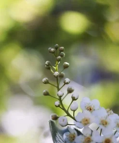 Red Chokecherry Tree - 6-12