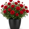 Red Climbing Roses Plant – Fragrant Perennial Rose Bush – Outdoor Live Plant – 2-4 Inch Tall - Image 1
