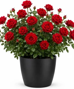 Red Climbing Roses Plant – Fragrant Perennial Rose Bush – Outdoor Live Plant – 2-4 Inch Tall - Image 1