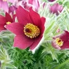 Red Cloak Pasque Flower Seeds – Pulsatilla vulgaris – 15 Seeds – Shade Perennial - Image 1