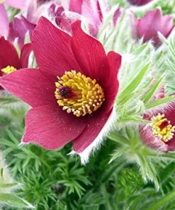 Red Cloak Pasque Flower Seeds – Pulsatilla vulgaris – 15 Seeds – Shade Perennial - Image 1