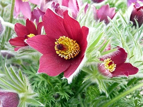 Red Cloak Pasque Flower Seeds – Pulsatilla vulgaris – 15 Seeds – Shade Perennial - Image 1