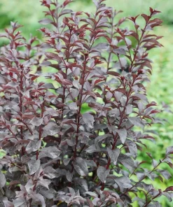 Red Crapemyrtle Live Plant Lagerstroemia Indica 4 inch Pot Outdoor Shrub - Image 2
