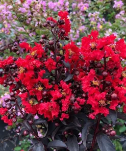 Red Crapemyrtle Live Plant Lagerstroemia Indica 4 inch Pot Outdoor Shrub - Image 3