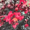 Red Crapemyrtle Live Plant Lagerstroemia Indica 4 inch Pot Outdoor Shrub - Image 1