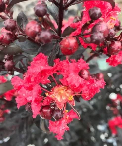 Red Crapemyrtle Live Plant Lagerstroemia Indica 4 inch Pot Outdoor Shrub - Image 1