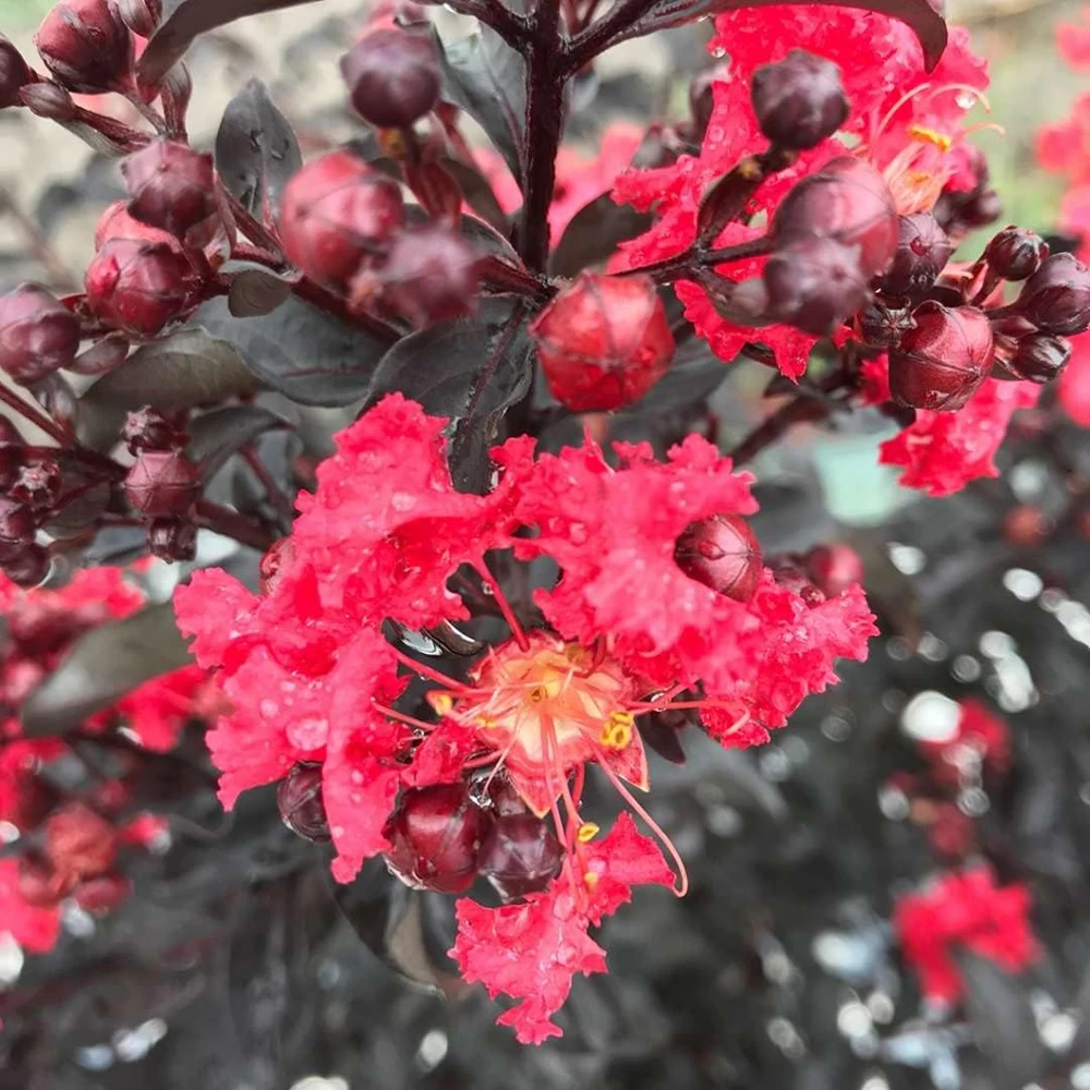 Red Crapemyrtle Live Plant Lagerstroemia Indica 4 inch Pot Outdoor Shrub - Image 1