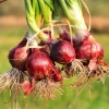 Red Creole Onion Seeds - 250 Spicy Cajun Short Day Allium Cepa Vegetable Seeds - Image 1