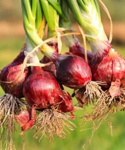 Red Creole Onion Seeds - 250 Spicy Cajun Short Day Allium Cepa Vegetable Seeds - Image 1