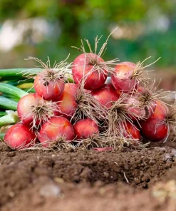 Red Creole Onion Seeds - 250 Spicy Cajun Short Day Allium Cepa Vegetable Seeds - Image 6