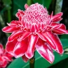 Red Curcuma Flower Plant - 3 Rhizomes - Fast Growing Turmeric - Indoor & Outdoor - Image 1