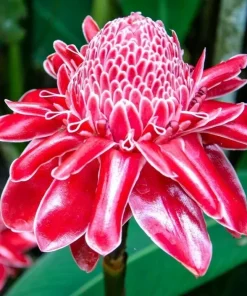 Red Curcuma Flower Plant - 3 Rhizomes - Fast Growing Turmeric - Indoor & Outdoor - Image 1