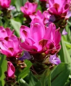 Red Curcuma Flower Plant Rhizomes - 3 Roots, Fast Growing Turmeric Plant for Indoor/Outdoor - Image 1