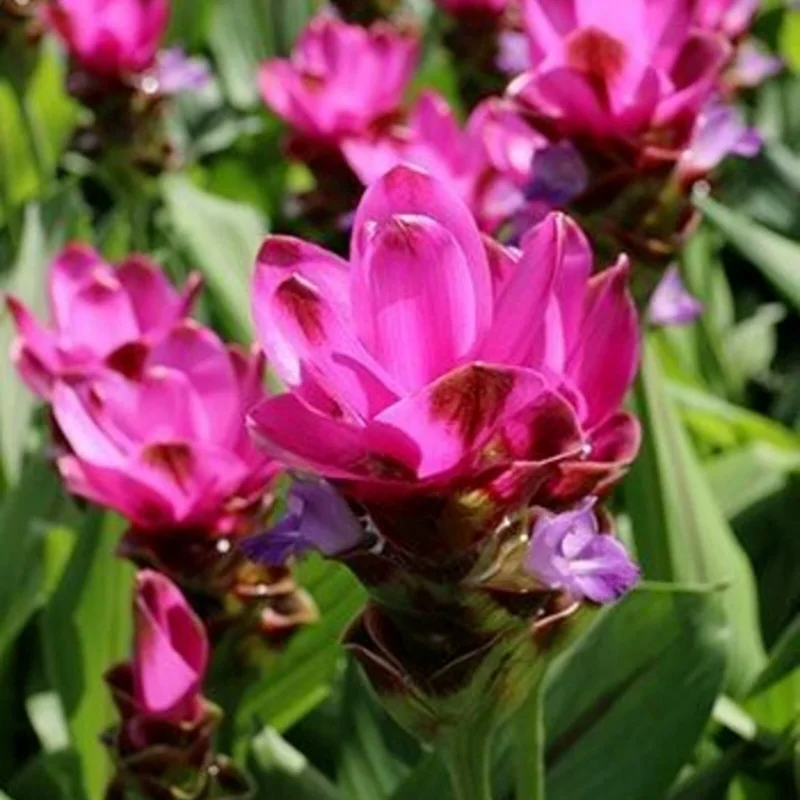 Red Curcuma Flower Plant Rhizomes - 3 Roots, Fast Growing Turmeric Plant for Indoor/Outdoor - Image 1