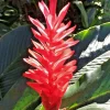 Red Curcuma Ginger Lily Rhizomes - 3 Root Turmeric Plant for Indoor/Outdoor - Image 1