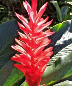 Red Curcuma Ginger Lily Rhizomes - 3 Root Turmeric Plant for Indoor/Outdoor - Image 1