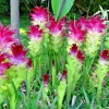 Red Curcuma Turmeric Flower Plant Rhizomes - 4oz Fast Growing Root - Image 1
