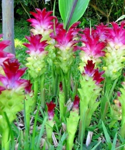 Red Curcuma Turmeric Flower Plant Rhizomes - 4oz Fast Growing Root - Image 1