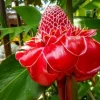 Red Curcuma Turmeric Rhizomes - 3 Root Rhizomes, Fast Grow Flower Plant - Image 1