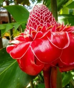 Red Curcuma Turmeric Rhizomes - 3 Root Rhizomes, Fast Grow Flower Plant - Image 1