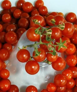 Red Currant Tomato Seeds - Heirloom Tart/Sweet Variety - 30 Seeds - Image 1