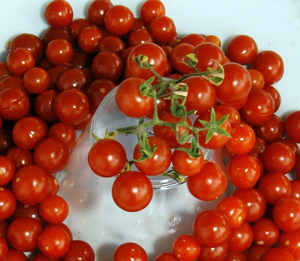 Red Currant Tomato Seeds - Heirloom Tart/Sweet Variety - 30 Seeds - Image 1