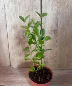 Red Cuttley Guava Plant in 4