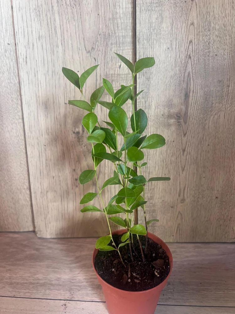 Red Cuttley Guava Plant in 4" Pot Strawberry Ruby Guava, Psidium cattleyanum NO ship to Az, TX, Hi and Ca - Image 10