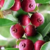 Red Cuttley Guava Plant in 4" Pot Strawberry Ruby Guava, Psidium cattleyanum NO ship to Az, TX, Hi and Ca - Image 1
