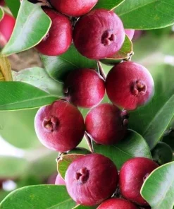 Red Cuttley Guava Plant in 4