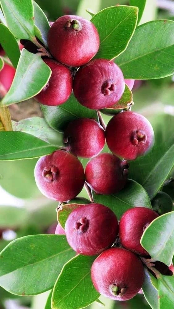 Red Cuttley Guava Plant in 4" Pot Strawberry Ruby Guava, Psidium cattleyanum NO ship to Az, TX, Hi and Ca - Image 1