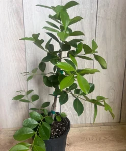 Red Cuttley Guava Plant in 4