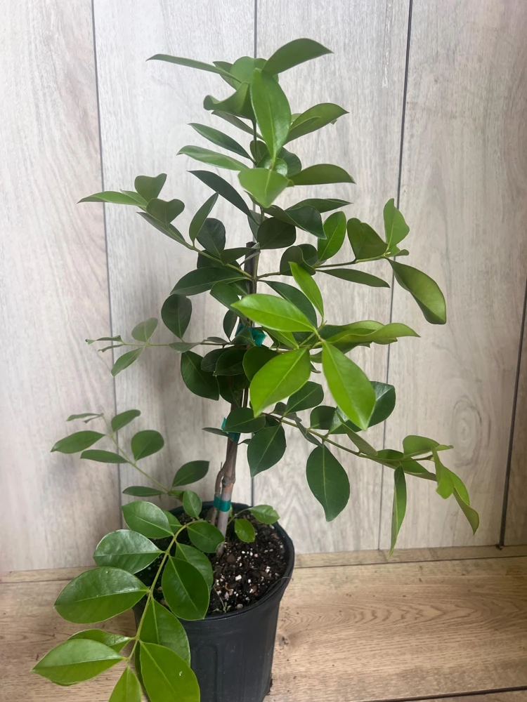 Red Cuttley Guava Plant in 4" Pot Strawberry Ruby Guava, Psidium cattleyanum NO ship to Az, TX, Hi and Ca - Image 2