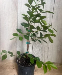 Red Cuttley Guava Plant in 4
