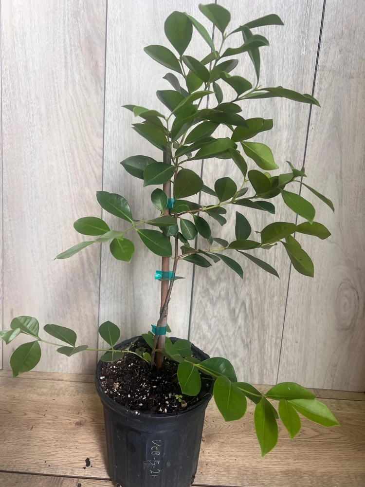 Red Cuttley Guava Plant in 4" Pot Strawberry Ruby Guava, Psidium cattleyanum NO ship to Az, TX, Hi and Ca - Image 3