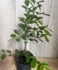 Red Cuttley Guava Plant in 4