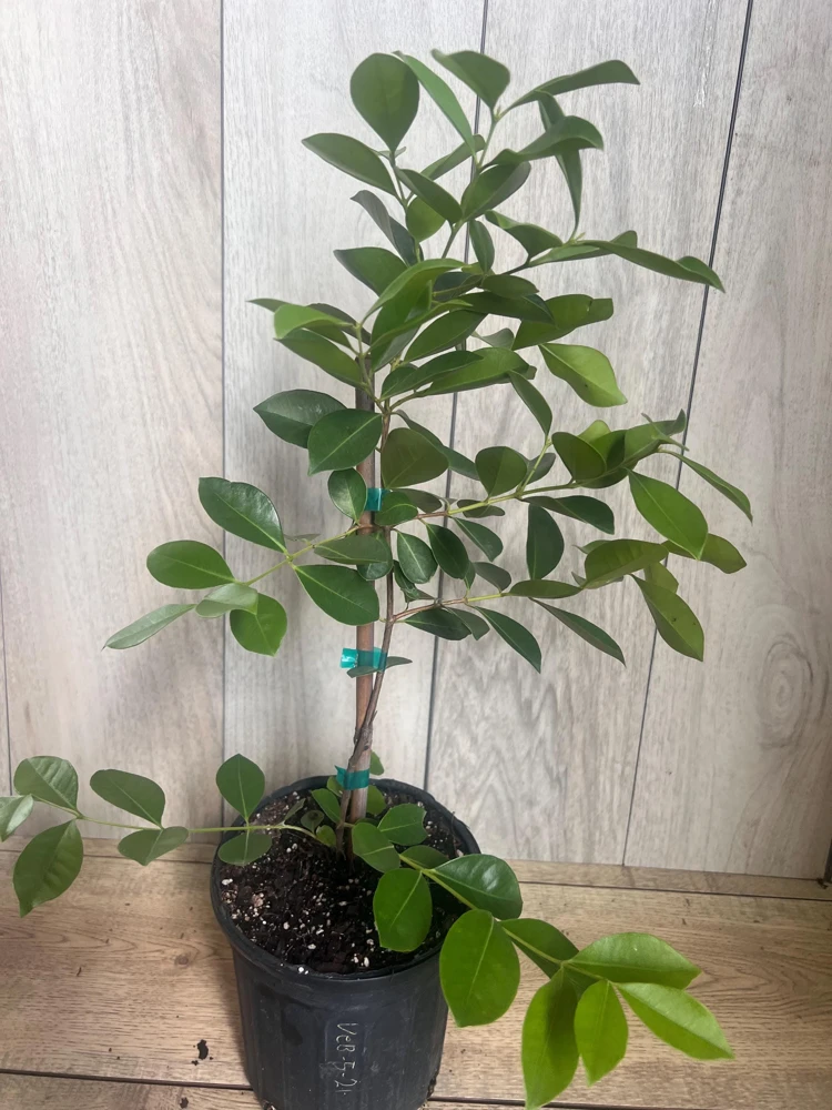 Red Cuttley Guava Plant in 4" Pot Strawberry Ruby Guava, Psidium cattleyanum NO ship to Az, TX, Hi and Ca - Image 4