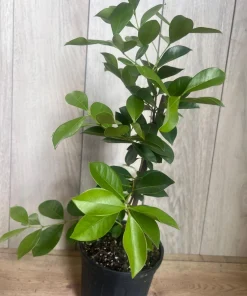 Red Cuttley Guava Plant in 4