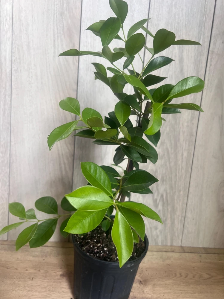 Red Cuttley Guava Plant in 4" Pot Strawberry Ruby Guava, Psidium cattleyanum NO ship to Az, TX, Hi and Ca - Image 5