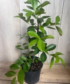 Red Cuttley Guava Plant in 4