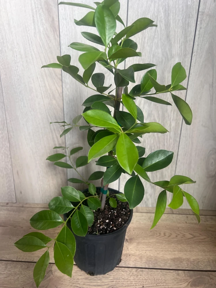Red Cuttley Guava Plant in 4" Pot Strawberry Ruby Guava, Psidium cattleyanum NO ship to Az, TX, Hi and Ca - Image 6
