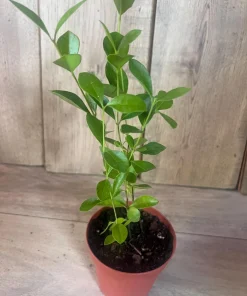Red Cuttley Guava Plant in 4