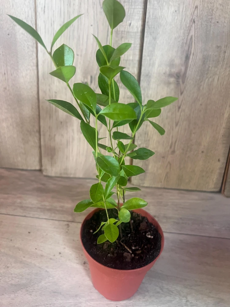Red Cuttley Guava Plant in 4" Pot Strawberry Ruby Guava, Psidium cattleyanum NO ship to Az, TX, Hi and Ca - Image 7