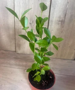 Red Cuttley Guava Plant in 4