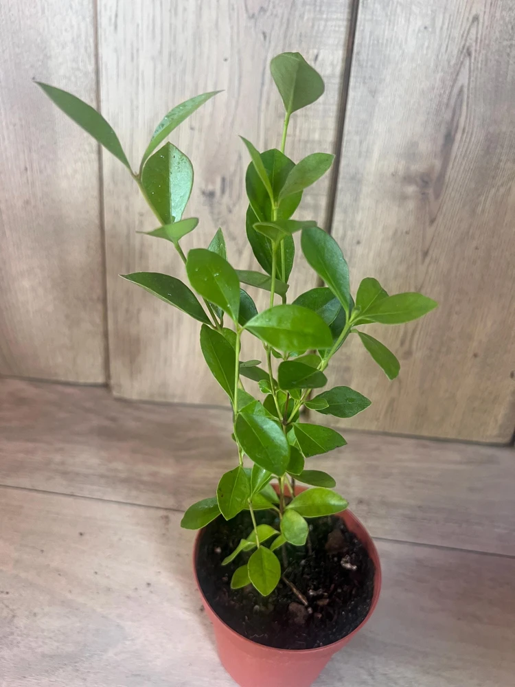 Red Cuttley Guava Plant in 4" Pot Strawberry Ruby Guava, Psidium cattleyanum NO ship to Az, TX, Hi and Ca - Image 8