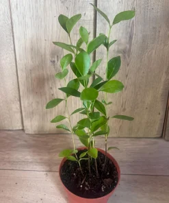 Red Cuttley Guava Plant in 4
