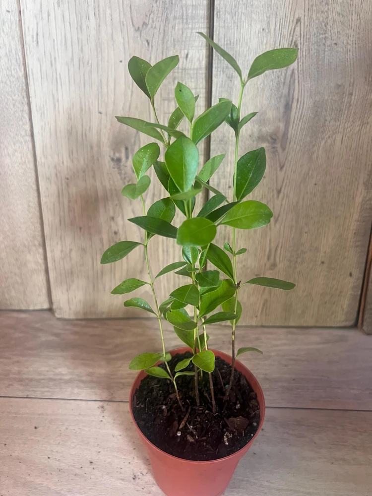 Red Cuttley Guava Plant in 4" Pot Strawberry Ruby Guava, Psidium cattleyanum NO ship to Az, TX, Hi and Ca - Image 9