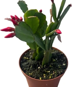 Red Easter Cactus Live Plant - Rhipsalidopsis gaertneri 4" Pot - Indoor - Image 2
