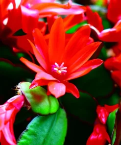Red Easter Cactus Live Plant - Rhipsalidopsis gaertneri 4